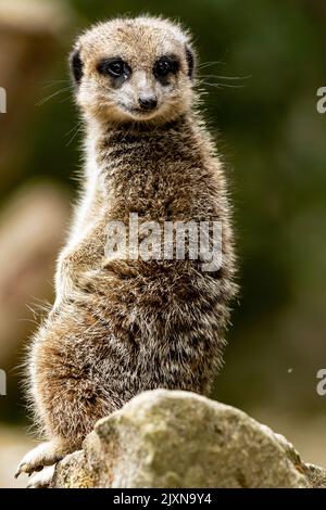A rear view of a striped meerkat standing on the stone with blurred in the background Stock Photo