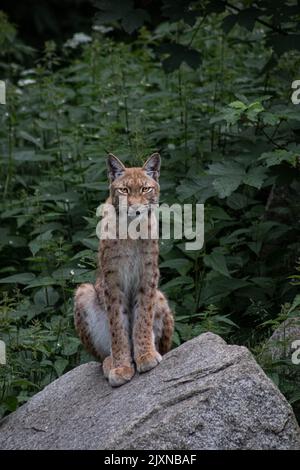 A vertical shot of a Lynx sitting on a rock in a forest Stock Photo