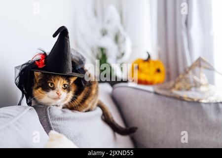 Multicolored cat with a suspicious look sits on a gray sofa in a witch's hat with Jack's Halloween pumpkin in the background. Autumn fall holidays hom Stock Photo