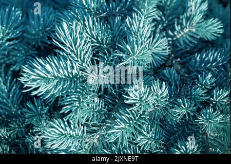 Fir tree brunch close up. Shallow focus. Fluffy fir tree brunch close up. Christmas wallpaper concept. Border of fir branches in nature with soft focu Stock Photo