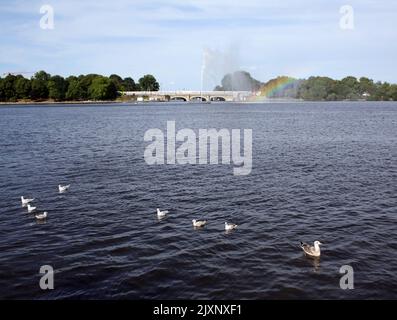 Seagulls on the Alster in Hamburg with the Alster fountain and the Lpmbard Bridge in the background Stock Photo