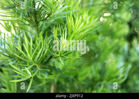 Thuja branches with cones close up background. Stock Photo