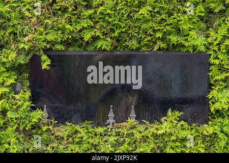 Empty signboard hanging on a fence among green bushes foliage. Free space for a signature framed by green leaves. Blackboard sign mockup, sign board. Stock Photo