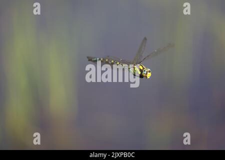 blue hawker flying over a swamp in france Stock Photo