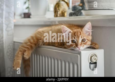 Cute little ginger kitten with amber eyes relaxing on the warm radiator closeup Stock Photo