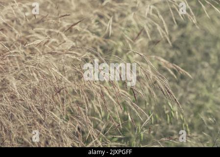 Macro ground level close-up of long grass in a meadow in summer. Concept for wild, free, bliss, peace, calm Stock Photo