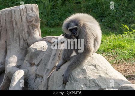 A silvery or Javan gibbon (Hylobates moloch) sits on a rock Stock Photo