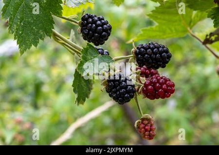 Boysenberries (rubus ursinus x idaeusare) ripening on canes; a hybrid of  European raspberry, blackberry, American dewberry and loganberry. Stock Photo