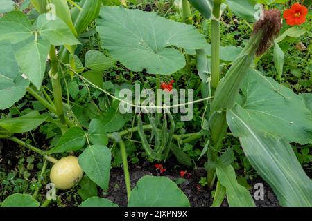 Three sisters method of growing corn (maize), beans and squash/ pumpkins together as complimentary crops. Stock Photo