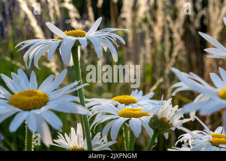 Prarie-style planting with shasta daisies and grasses in evening light. Stock Photo