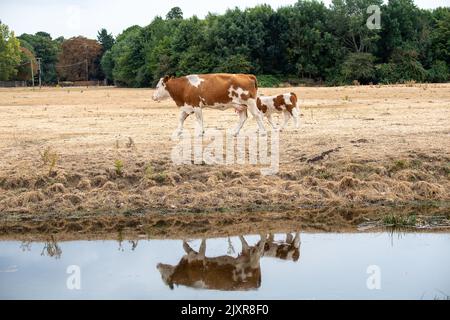 Dorney, Buckinghamshire, UK. 16th August, 2022. A female cow and her calf on the parched grass on Dorney Common in Buckinghamshire. The Roundmoor Ditch stream that they normally cool off in had partially dried up during the heatwave. Water has now been added to the stream which usually happens when Thames Water discharge into the stream from the nearby Slough Sewage Works. Credit: Maureen McLean/Alamy Stock Photo