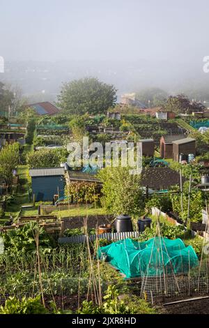 Lions House allotments in Berwick-upon-Tweed, England. Stock Photo