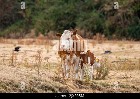 Dorney, Buckinghamshire, UK. 16th August, 2022. A female cow and her calf on the parched grass on Dorney Common in Buckinghamshire. The Roundmoor Ditch stream that they normally cool off in had partially dried up during the heatwave. Water has now been added to the stream which usually happens when Thames Water discharge into the stream from the nearby Slough Sewage Works. Credit: Maureen McLean/Alamy Stock Photo