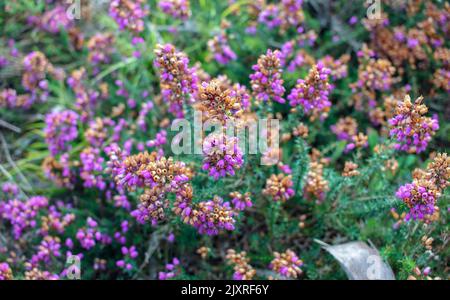 violet wild flowers in the woods under sunset light Stock Photo