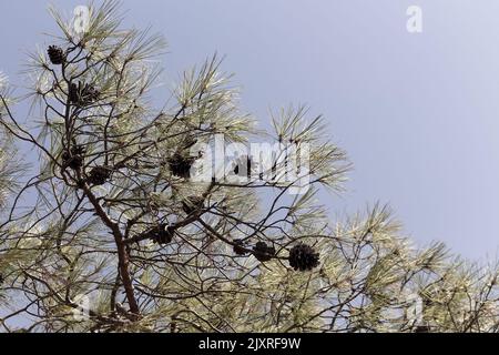 Close up view of pine cones and branches with clear, blue sky background. Stock Photo