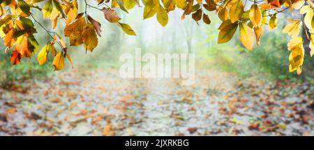 Beautiful autumn background with sunrise in the forest. Sunbeams on tree branches. Stock Photo