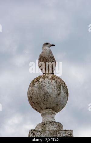 young herring gull sitting on stone sphere at the seaside, seagull sitting on the top of a stone pillar with a round ball on the top at the coast. Stock Photo