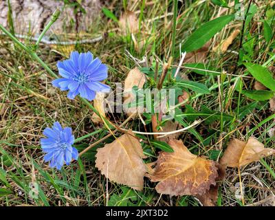 Close up of chicory wildflower with dried cottonwood leaves on the ground Stock Photo