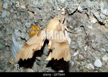 oak hawk-moth, Eichenschwärmer, Sphinx du chêne vert, Marumba quercus, tölgyfaszender, Europe Stock Photo