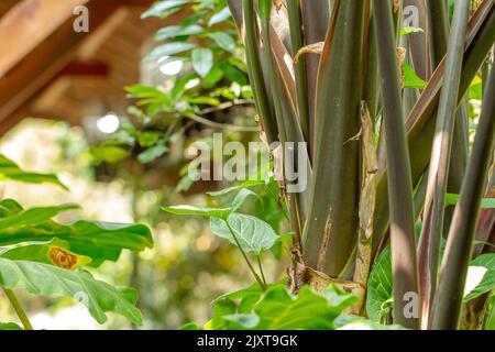 The purple stalk of the taro plant whose surface looks detailed, is used as a garden decoration or can be eaten as a vegetable Stock Photo