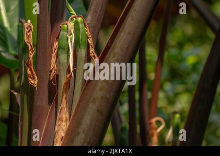 The purple stalk of the taro plant whose surface looks detailed, is used as a garden decoration or can be eaten as a vegetable Stock Photo