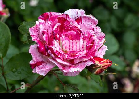 Flowers of ‘Scentimental’ Floribunda Rose Stock Photo