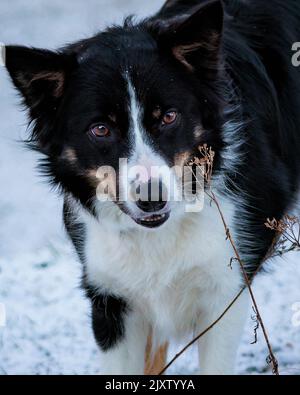 A working herding dog from Norway. The dog is a Border Collie. Stock Photo