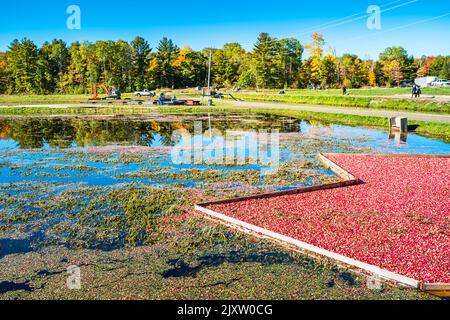 Cranberry harvest at a cranberry bog in Ontario, Canada Stock Photo