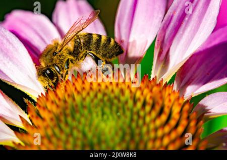 Bumblebee collects nectar from the head of a red flowerv Stock Photo