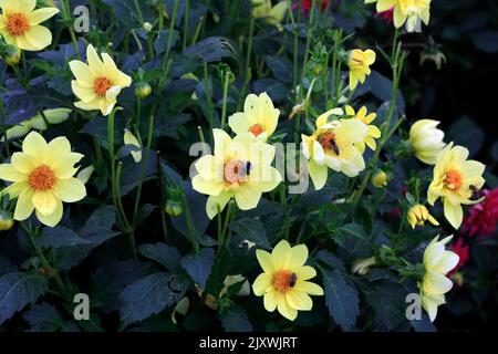 Bees and bumble bees on flowers, , St Fagans National History Museum. Summer 2022. August. Stock Photo