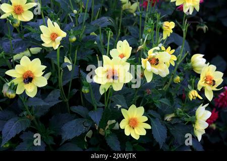 Bees and bumble bees on flowers, , St Fagans National History Museum. Summer 2022. August. Stock Photo