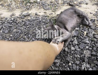 Detail of domestic animal biting and playing Stock Photo