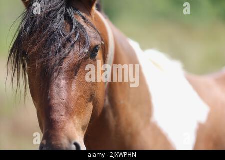 Appaloosa horse in pasture fields closeup. Gorgeous wild horse at ranch Stock Photo