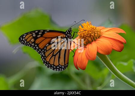 Monarch butterfly on Mexican Sunflower. Stock Photo