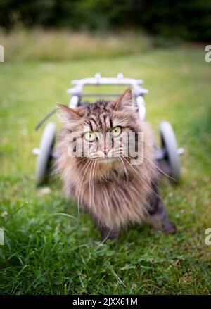 tabby norwegian forest cat with wheelchair outdoors in the backyard Stock Photo
