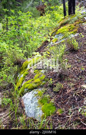 A moss-covered boulder resting and becoming buried on the forest floor along the Trapper Lake Trail. Grand Teton National Park, Wyoming Stock Photo