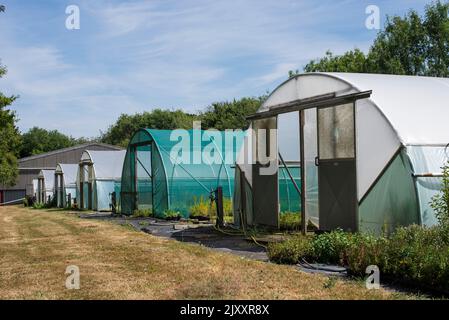 A line of large poly tunnel type greenhouses in a garden area in the countryside in Hertfordshire in England UK Stock Photo