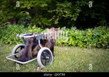tabby longhair cat standing outdoors in the garden with walking aid or wheelchair Stock Photo
