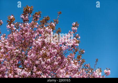 Pink cherry blossom flowers against blue sky in UK in Spring Stock Photo