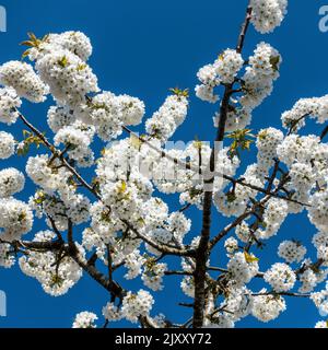 Closeup of white cherry blossom flowers against blue sky in UK in Spring Stock Photo