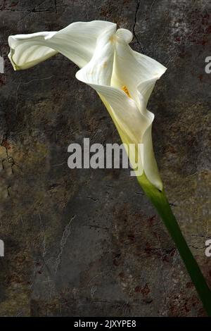 Calla lilies and cracked cement wall on background Stock Photo