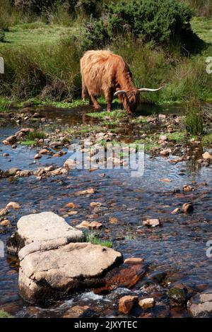 Highland Cow, River Plym, Cadover Bridge, Dartmoor, Devon Stock Photo