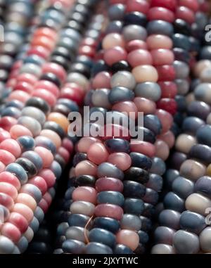 Zea Mays gem glass cobs of corn, also known as calico, flint or fiesta corn, with brightly coloured kernels. Grown in an urban garden in London UK. Stock Photo