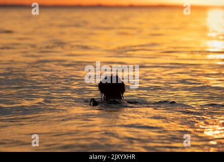 Silhouette of a black labradoodle dog swimming in shallow water. Orange sunset sky with reflection on water. Stock Photo