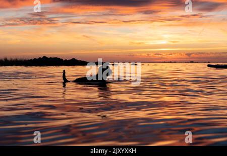Silhouette of a black labradoodle dog swimming in shallow water. Colorful orange sunset sky with reflection on water. Stock Photo