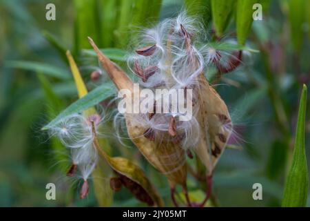 Autumn ripened swamp milkweed plant (asclepias incarnata) pods that have split open, dispersing seeds with silky floss Stock Photo