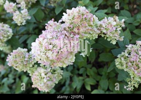 Hydrangea paniculata 'Rensun' strawberry sundae first editions panicle hydrangea. Stock Photo