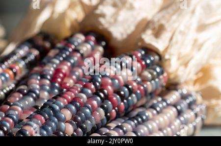 Zea Mays gem glass cobs of corn, also known as calico, flint or fiesta corn, with brightly coloured kernels. Grown in an urban garden in London UK. Stock Photo