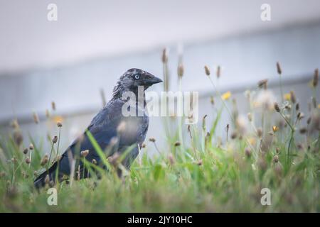 Coloeus Monedula or Corvus Monedula on the grass in the city. Western Jackdaw bird from Corvidae or crow family. Stock Photo