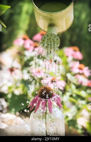 Watering Echinacea purpurea in glass bottle. Water flows from green metal water can. Drops on purple coneflower with coneflowers in the background. Stock Photo